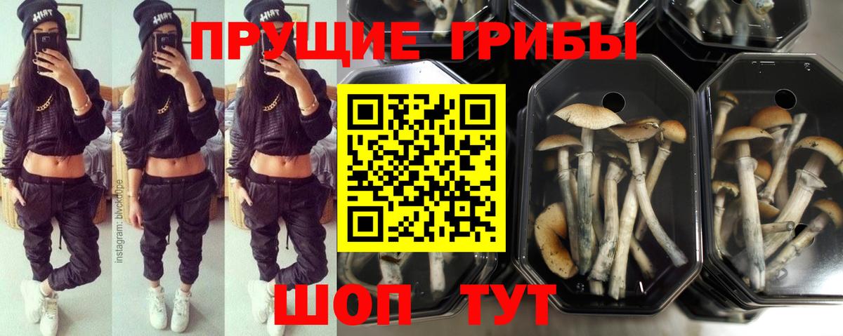 Псилоцибиновые грибы мицелий  Вход с VPN  Галлюциногенные грибы Cubensis  Железногорск 